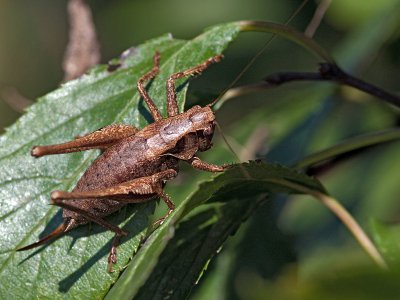 K_7_9714_100_mm_ISO_250_1-250_Sek._bei_ƒ_-_8,0.jpg K_7_9714_100_mm_ISO_250_1-250_Sek._bei_ƒ_-_8,0.jpg