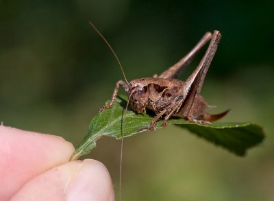 K_7_9716_100_mm_ISO_200_1-250_Sek._bei_ƒ_-_8,0.jpg K_7_9716_100_mm_ISO_200_1-250_Sek._bei_ƒ_-_8,0.jpg