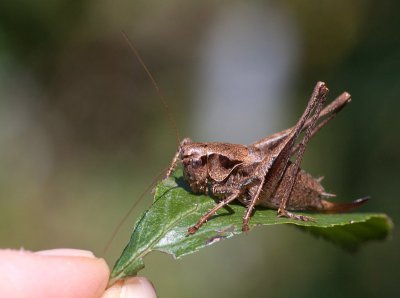 K_7_9720_100_mm_ISO_200_1-250_Sek._bei_ƒ_-_8,0.jpg K_7_9720_100_mm_ISO_200_1-250_Sek._bei_ƒ_-_8,0.jpg