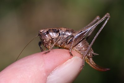 K_7_9725_100_mm_ISO_125_1-250_Sek._bei_ƒ_-_8,0.jpg K_7_9725_100_mm_ISO_125_1-250_Sek._bei_ƒ_-_8,0.jpg