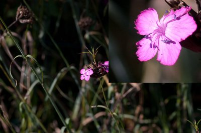 K_7_0061_100_mm_ISO_100_1-320_Sek._bei_ƒ_-_5,6.jpg K_7_0061_100_mm_ISO_100_1-320_Sek._bei_ƒ_-_5,6.jpg