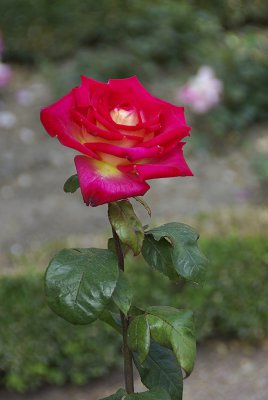 pi_IMGP1063_1.jpg pi_IMGP1063_1.jpg