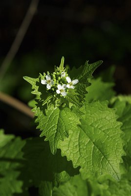 pi_IMGP8701_1.jpg pi_IMGP8701_1.jpg