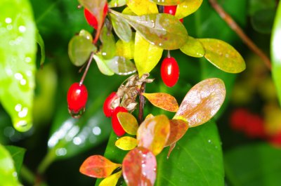 IMGP7998.jpg IMGP7998.jpg