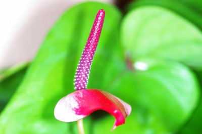 IMGP7995.jpg IMGP7995.jpg