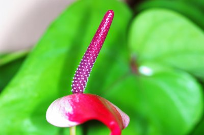 IMGP7996.jpg IMGP7996.jpg