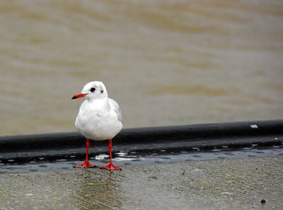 IMGP8057.1.jpg IMGP8057.1.jpg