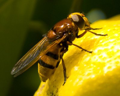 2010 Korfu0295.jpg