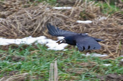 K_5_2832_300_mm_ISO_2000_1-640_Sek._bei_ƒ_-_5,0.jpg K_5_2832_300_mm_ISO_2000_1-640_Sek._bei_ƒ_-_5,0.jpg