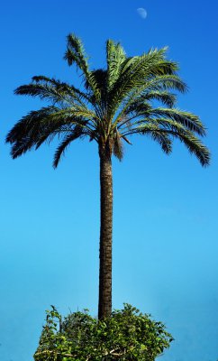 Palme_mit_Mond_1000.jpg