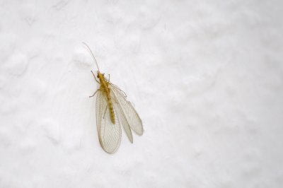 comp_florfliege.jpg comp_florfliege.jpg