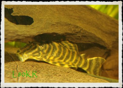 Peckoltia sp. L80 600er.jpg