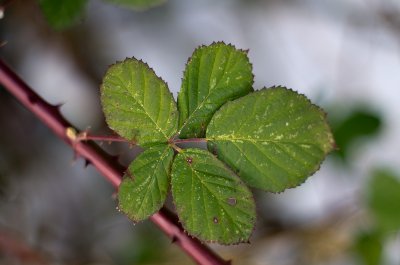 K_5_4651_55_mm_ISO_80_1-800_Sek..jpg