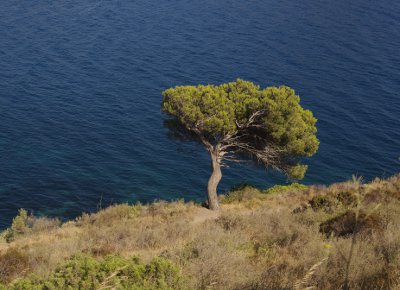 Baum2.jpg
