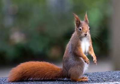 K_5_5066_300_mm_ISO_6400_1-200_Sek._bei_f_-_4,5.jpg K_5_5066_300_mm_ISO_6400_1-200_Sek._bei_f_-_4,5.jpg