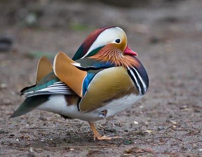 K_5_5095_300_mm_ISO_1600_1-500_Sek._bei_f_-_4,0.jpg K_5_5095_300_mm_ISO_1600_1-500_Sek._bei_f_-_4,0.jpg