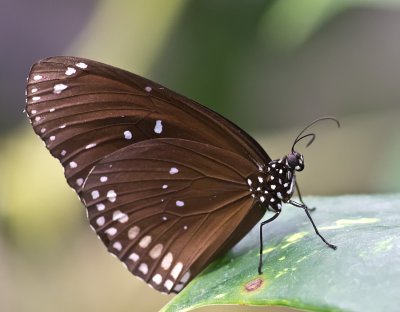 K_5_5239_100_mm_ISO_5000_1-60_Sek._bei_f_-_4,5.jpg K_5_5239_100_mm_ISO_5000_1-60_Sek._bei_f_-_4,5.jpg