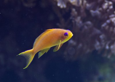 K_5_5249_100_mm_ISO_800_1-250_Sek._bei_f_-_4,0.jpg K_5_5249_100_mm_ISO_800_1-250_Sek._bei_f_-_4,0.jpg