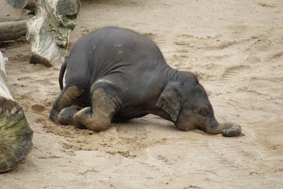 Sandkastenspiel 6967.jpg