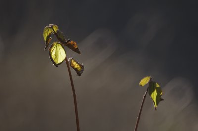 _IGP6447.jpg _IGP6447.jpg