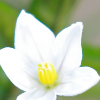 CA_crop.jpg CA_crop.jpg