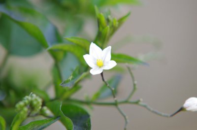 CA_IMGP0729.jpg CA_IMGP0729.jpg