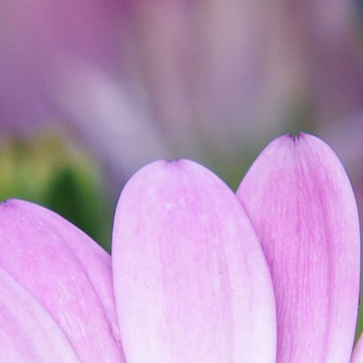 ca1_crop.jpg ca1_crop.jpg