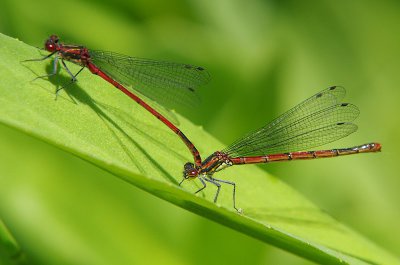 IMGP0941_cr.jpg IMGP0941_cr.jpg