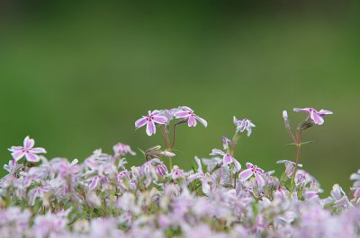 IMGP0735.JPG IMGP0735.JPG