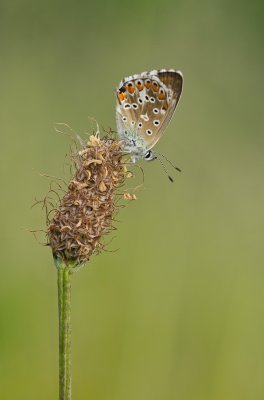 IMGP0951-2.jpg IMGP0951-2.jpg