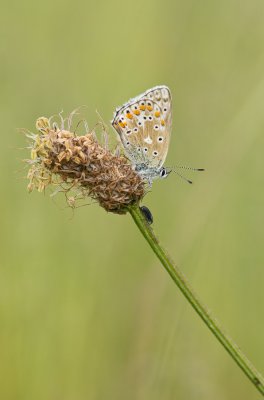 IMGP0953-2.jpg IMGP0953-2.jpg