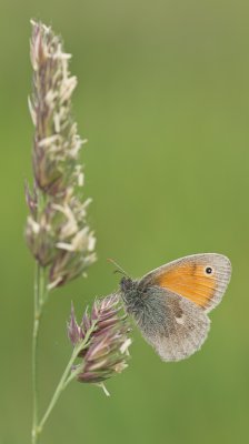 IMGP0957-2.jpg IMGP0957-2.jpg