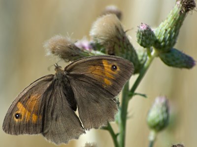 _IGP7922.jpg _IGP7922.jpg