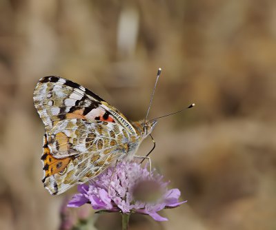 Distelfalter_2011.jpg Distelfalter_2011.jpg