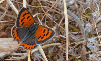 kleiner-Feuerfalter_2011.jpg kleiner-Feuerfalter_2011.jpg