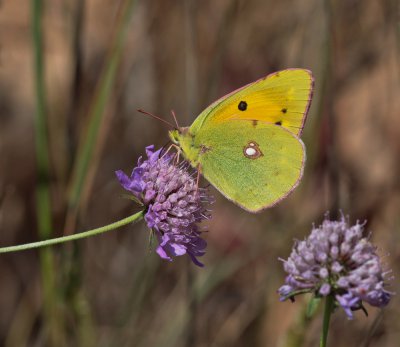 Postillon_1.jpg Postillon_1.jpg