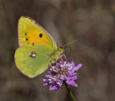 Postillon_2.jpg Postillon_2.jpg