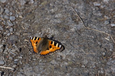 IMGP4826_pf.jpg IMGP4826_pf.jpg