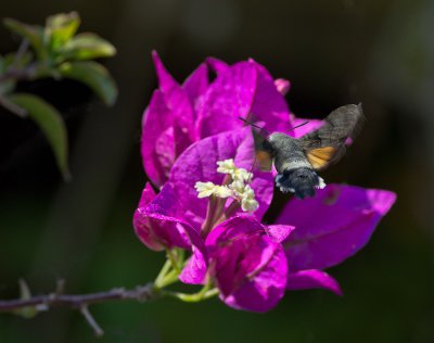 Taubenschwänzchen_im Flug.jpg