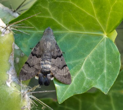 Taubenschwänzchen ruhend.jpg