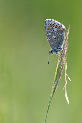 comp_Bläuling.jpg
