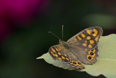 südliches Waldbrettspiel_2011_1.jpg