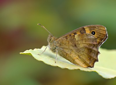 südliches Waldbrettspiel_2011_2.jpg