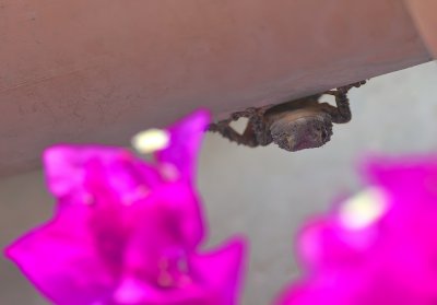 Mauergecko.jpg Mauergecko.jpg