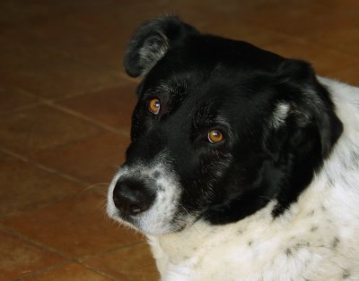 Milva_2001-2011.jpg Milva_2001-2011.jpg