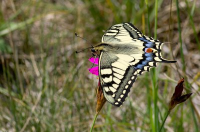 K_5_1871_100 mm_ISO 160_1-400 Sek. bei f - 8,0.jpg