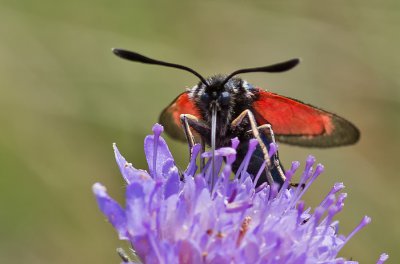 K_5_1877_100 mm_ISO 320_1-400 Sek. bei f - 8,0.jpg