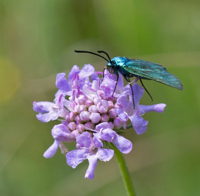 K_5_1937_100 mm_ISO 250_1-250 Sek. bei f - 8,0.jpg