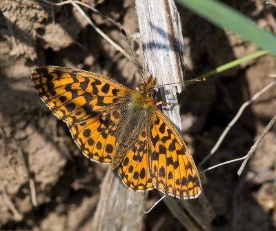 K_5_1945_100 mm_ISO 400_1-500 Sek. bei f - 8,0.jpg