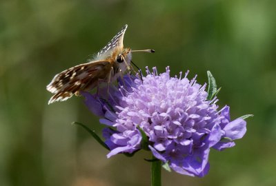 K_5_1959_100 mm_ISO 200_1-400 Sek. bei f - 8,0.jpg